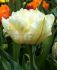 TULIPA DOUBLE LATE WHITE FOXTROT 12 CM. 100 LOOSE P.BINBOX