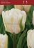 TULIPA DOUBLE LATE WHITE FOXTROT 12 CM. 100 LOOSE P.BINBOX