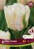 TULIPA DOUBLE LATE WHITE FOXTROT 12 CM. 15 QUALITY PKGS.X 6