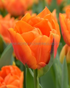 TULIPA FOSTERIANA ‘DISNEYLAND PARIS‘ 12/+ CM. (15 QUALITY PKGS.X 6)