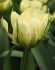 TULIPA FOSTERIANA EXOTIC EMPEROR 12 CM. 15 QUALITY PKGS.X 6