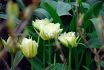 TULIPA FOSTERIANA EXOTIC EMPEROR 12 CM. 15 QUALITY PKGS.X 6