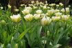 TULIPA FOSTERIANA EXOTIC EMPEROR 12 CM. 15 QUALITY PKGS.X 6