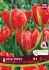 TULIPA FOSTERIANA LOVE VALLEY 12 CM. 15 QUALITY PKGS.X 6