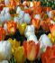 TULIPA FOSTERIANA MIX 12 CM. 500 LOOSE P.PLASTIC CRATE