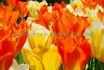 TULIPA FOSTERIANA MIX 12 CM. 500 LOOSE P.PLASTIC CRATE