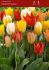 TULIPA FOSTERIANA MIX 12 CM. 500 LOOSE P.PLASTIC CRATE