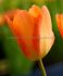 TULIPA FOSTERIANA ORANGE BRILLIANT 12 CM. 100 LOOSE P.BINBOX