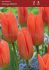 TULIPA FOSTERIANA ORANGE BRILLIANT 12 CM. 100 LOOSE P.BINBOX