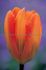 TULIPA FOSTERIANA ORANGE EMPEROR 12 CM. 15 QUALITY PKGS.X 6