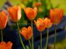 TULIPA FOSTERIANA ORANGE EMPEROR 12 CM. 15 QUALITY PKGS.X 6