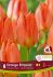 TULIPA FOSTERIANA ORANGE EMPEROR 12 CM. 15 QUALITY PKGS.X 6