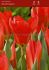 TULIPA FOSTERIANA RED EMPEROR 12 CM. 100 LOOSE P.BINBOX