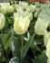 TULIPA FOSTERIANA WHITE EMPEROR 12 CM. 100 LOOSE P.BINBOX