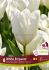 TULIPA FOSTERIANA WHITE EMPEROR 12 CM. 15 QUALITY PKGS.X 6