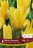 TULIPA FOSTERIANA YELLOW EMPRESS 12 CM. 15 QUALITY PKGS.X 6