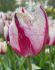 TULIPA FRINGED COLDPLAY 12 CM. 100 LOOSE P.BINBOX