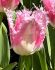 TULIPA FRINGED HUIS TEN BOSCH 12 CM. 100 LOOSE P.BINBOX