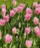 TULIPA FRINGED HUIS TEN BOSCH 12 CM. 100 LOOSE P.BINBOX