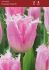 TULIPA FRINGED HUIS TEN BOSCH 12 CM. 100 LOOSE P.BINBOX