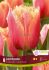 TULIPA FRINGED LAMBADA 12 CM. 15 QUALITY PKGS.X 6