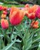 TULIPA FRINGED LAMBADA 12 CM. 15 QUALITY PKGS.X 6