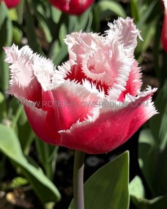 TULIPA FRINGED ‘NEW SANTA‘ 12/+ CM. (100 LOOSE P.BINBOX)