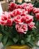 TULIPA FRINGED NEW SANTA 12 CM. 15 QUALITY PKGS.X 6