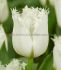 TULIPA FRINGED NORTH POLE 12 CM. 100 LOOSE P.BINBOX