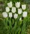 TULIPA FRINGED NORTH POLE 12 CM. 100 LOOSE P.BINBOX