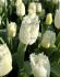 TULIPA FRINGED NORTH POLE 12 CM. 15 QUALITY PKGS.X 6