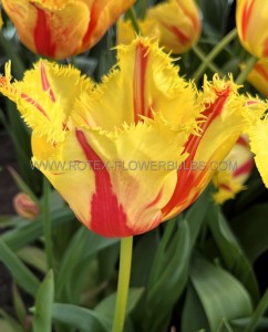 TULIPA FRINGED ‘PHANTOM‘ 12/+ CM. (100 LOOSE P.BINBOX)