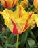 TULIPA FRINGED PHANTOM 12 CM. 100 LOOSE P.BINBOX