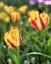 TULIPA FRINGED PHANTOM 12 CM. 100 LOOSE P.BINBOX