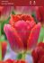 TULIPA FRINGED SUNSET MIAMI 12 CM. 100 LOOSE P.BINBOX