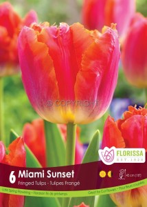 TULIPA FRINGED ‘SUNSET MIAMI‘ 12/+ CM. (15 QUALITY PKGS.X 6)