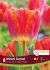 TULIPA FRINGED SUNSET MIAMI 12 CM. 15 QUALITY PKGS.X 6