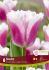 TULIPA FRINGED SUPER SIESTA 12 CM. 15 QUALITY PKGS.X 6