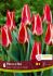 TULIPA GREIGII PINOCCHIO 12 CM. 15 QUALITY PKGS.X 6