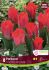 TULIPA GREIGII PORTLAND 12 CM. 15 QUALITY PKGS.X 6