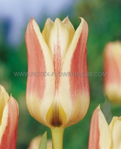 TULIPA GREIGII ‘SERANO‘ 12/+ CM. (100 LOOSE P.BINBOX)