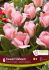 TULIPA GREIGII SWEET SIXTEEN 12 CM. 15 QUALITY PKGS.X 6