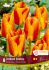 TULIPA GREIGII UNITED STATES 12 CM. 15 QUALITY PKGS.X 6