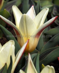 TULIPA KAUFMANNIANA ‘THE FIRST‘ 12/+ CM. (100 LOOSE P.BINBOX)