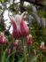 TULIPA LILY FLOWERING BALLADE 12 CM. 100 LOOSE P.BINBOX