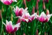 TULIPA LILY FLOWERING BALLADE 12 CM. 100 LOOSE P.BINBOX