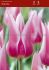 TULIPA LILY FLOWERING BALLADE 12 CM. 100 LOOSE P.BINBOX