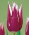 TULIPA LILY FLOWERING CLAUDIA 12 CM. 100 LOOSE P.BINBOX