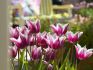 TULIPA LILY FLOWERING CLAUDIA 12 CM. 100 LOOSE P.BINBOX