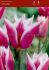 TULIPA LILY FLOWERING CLAUDIA 12 CM. 100 LOOSE P.BINBOX